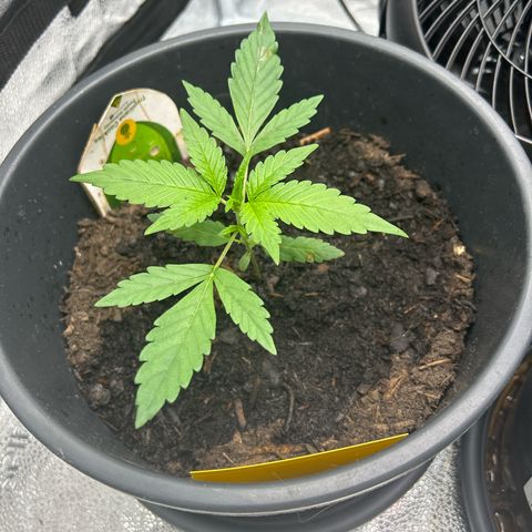 Tropicana Cookies growlog timeline photo