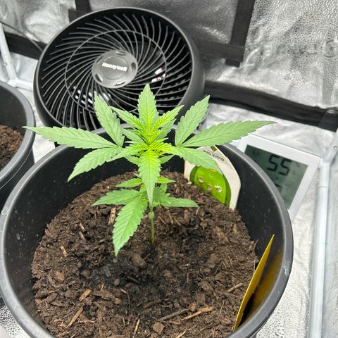 Quick One growlog timeline photo