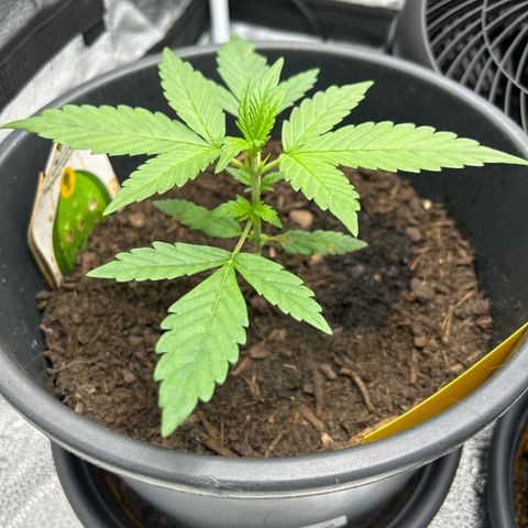 Tropicana Cookies growlog timeline photo