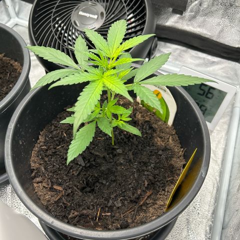 Quick One growlog timeline photo