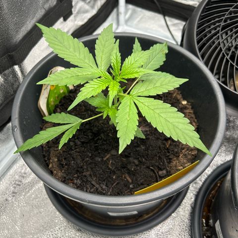 Tropicana Cookies growlog timeline photo