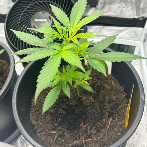 Quick One growlog timeline photo