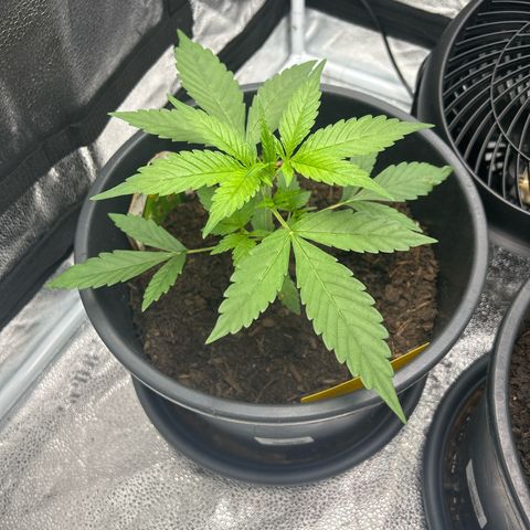 Tropicana Cookies growlog timeline photo