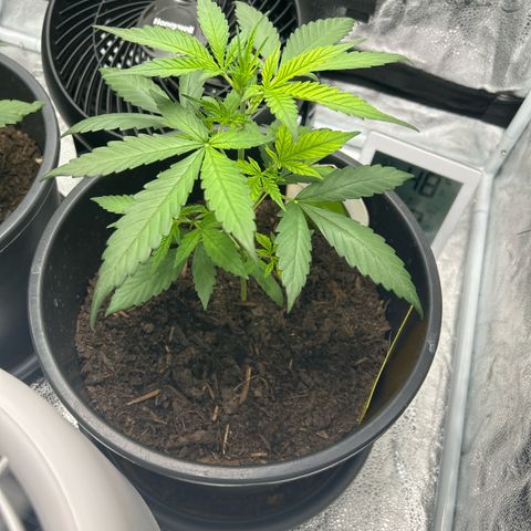 Quick One growlog timeline photo