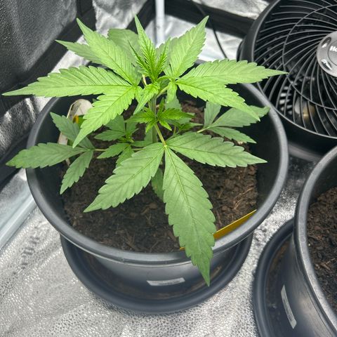 Tropicana Cookies growlog timeline photo