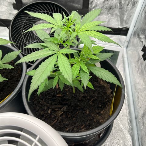 Quick One growlog timeline photo