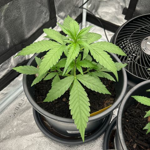 Tropicana Cookies growlog timeline photo
