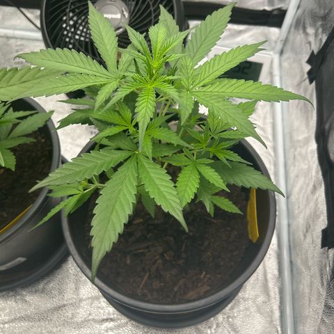 Quick One growlog timeline photo