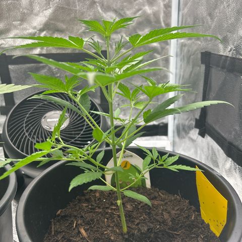 Quick One growlog timeline photo