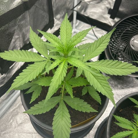 Tropicana Cookies growlog timeline photo