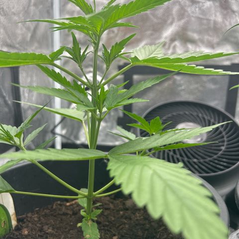 Tropicana Cookies growlog timeline photo