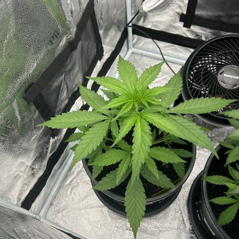 Tropicana Cookies growlog timeline photo