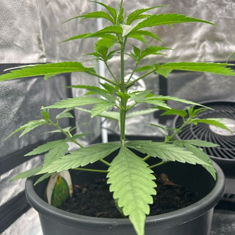 Tropicana Cookies growlog timeline photo