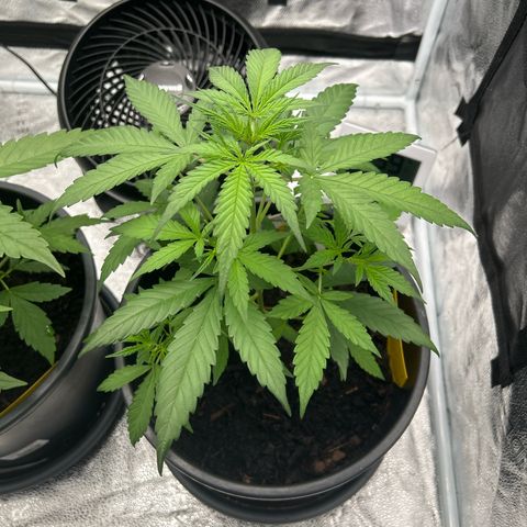 Quick One growlog timeline photo
