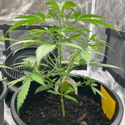 Quick One growlog timeline photo