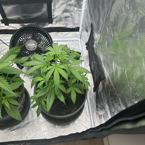 Quick One growlog timeline photo