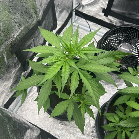 Tropicana Cookies growlog timeline photo