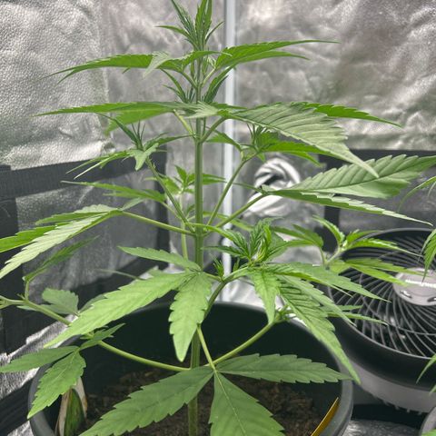 Tropicana Cookies growlog timeline photo