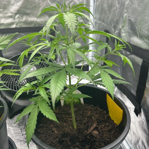 Quick One growlog timeline photo