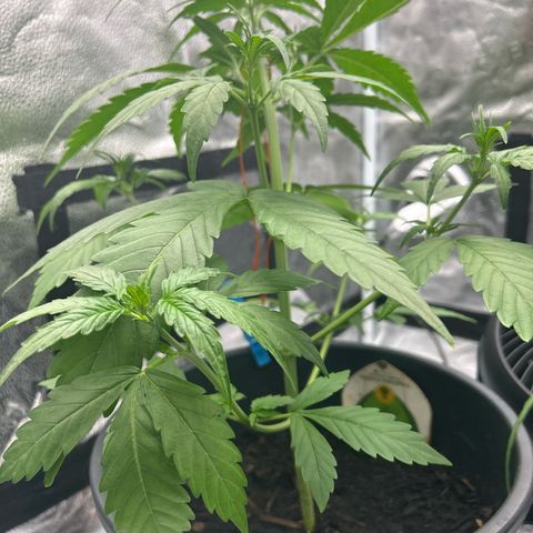 Tropicana Cookies growlog timeline photo