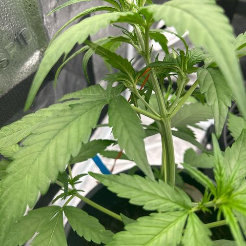 Tropicana Cookies growlog timeline photo