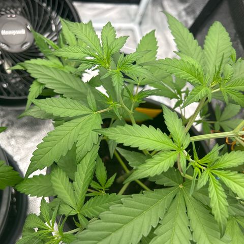 Quick One growlog timeline photo