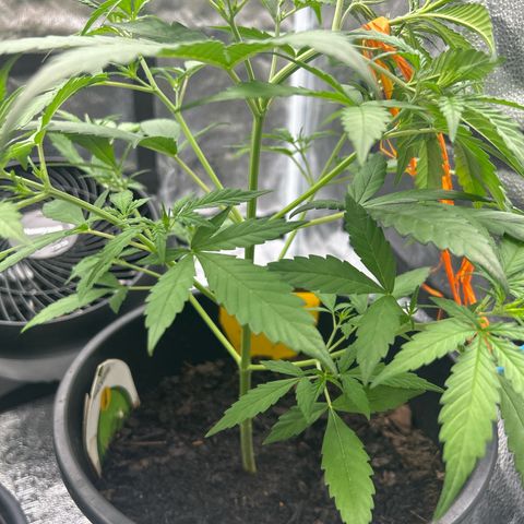 Quick One growlog timeline photo