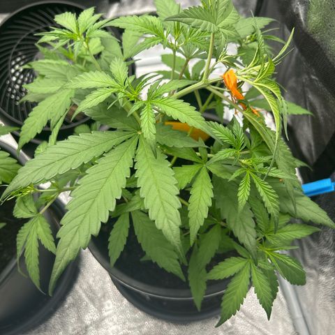 Quick One growlog timeline photo