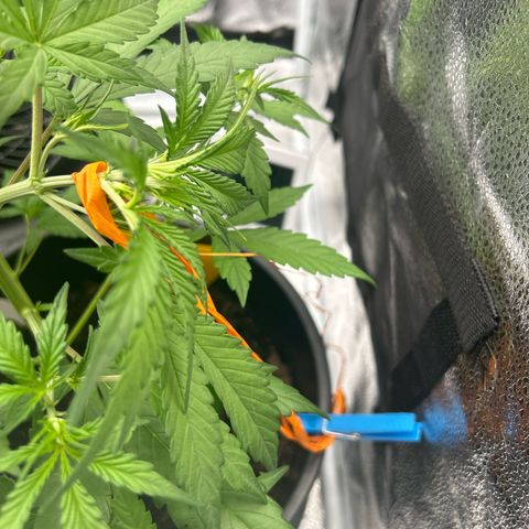 Quick One growlog timeline photo