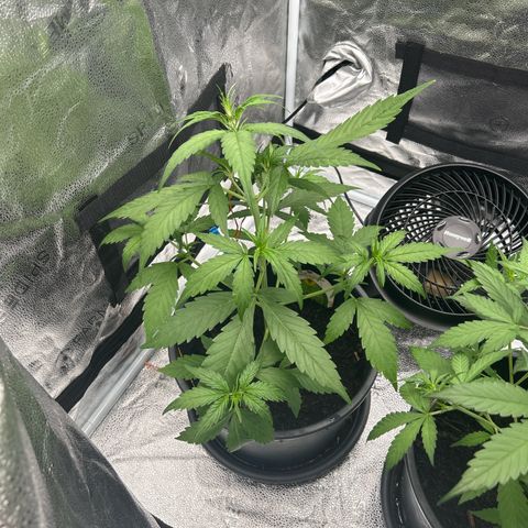 Tropicana Cookies growlog timeline photo