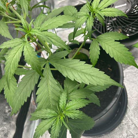 Tropicana Cookies growlog timeline photo