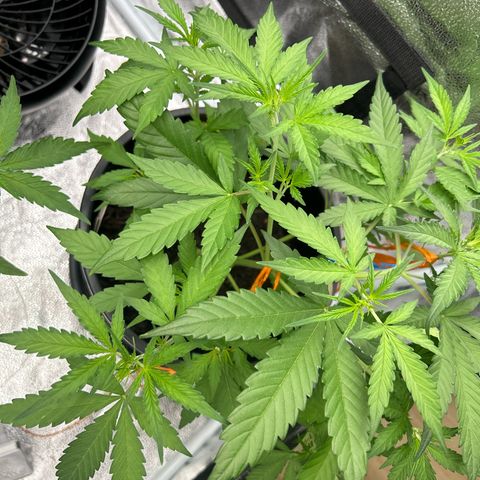 Quick One growlog timeline photo