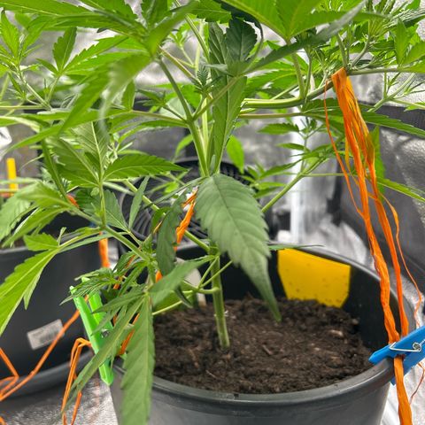 Quick One growlog timeline photo