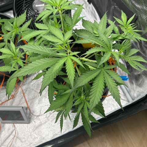 Quick One growlog timeline photo