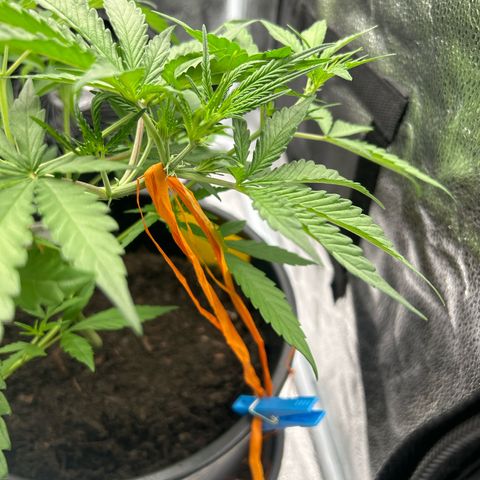 Quick One growlog timeline photo