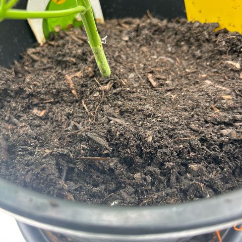 Quick One growlog timeline photo