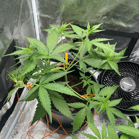 Tropicana Cookies growlog timeline photo