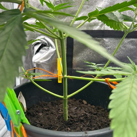 Tropicana Cookies growlog timeline photo
