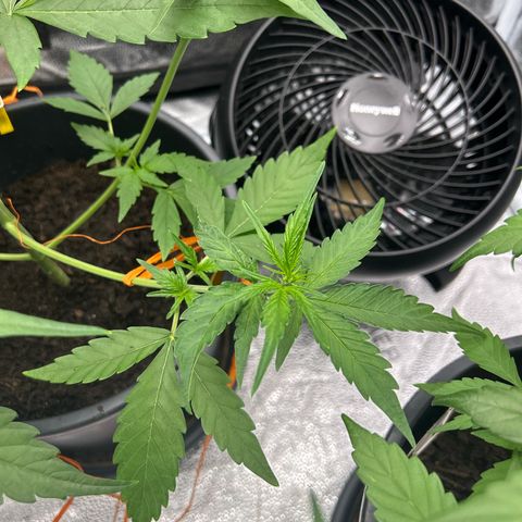 Tropicana Cookies growlog timeline photo