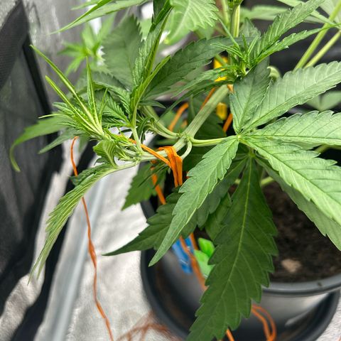 Tropicana Cookies growlog timeline photo