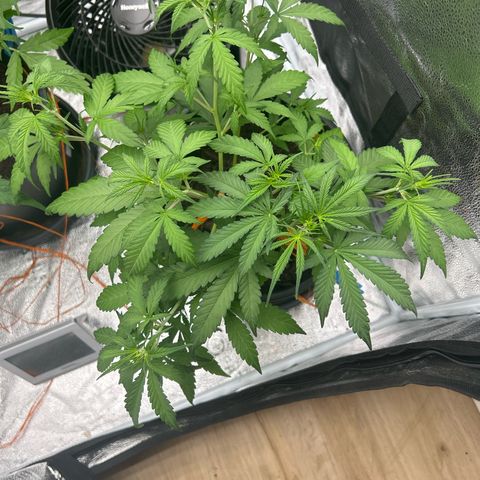 Quick One growlog timeline photo