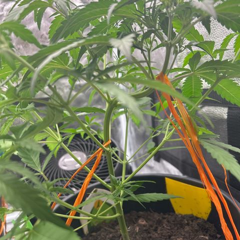 Quick One growlog timeline photo