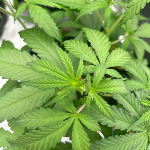 Quick One growlog timeline photo