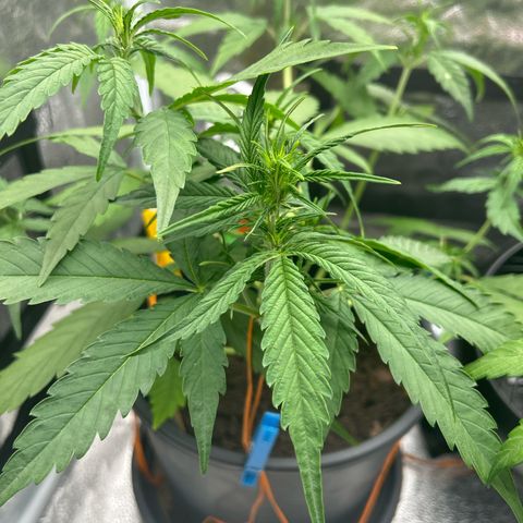 Tropicana Cookies growlog timeline photo