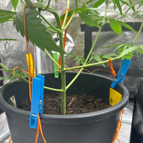 Tropicana Cookies growlog timeline photo