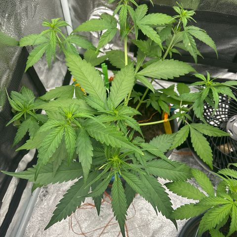 Tropicana Cookies growlog timeline photo