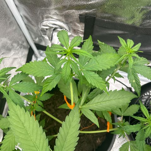 Tropicana Cookies growlog timeline photo