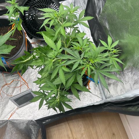 Quick One growlog timeline photo