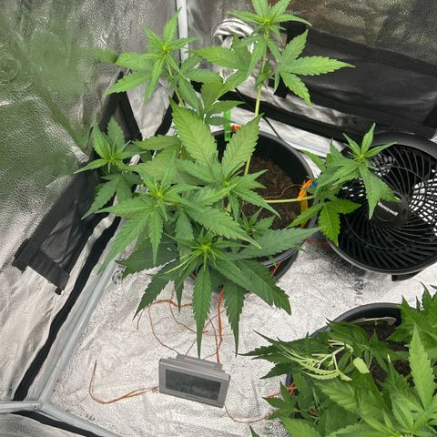 Tropicana Cookies growlog timeline photo