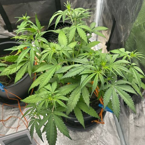 Quick One growlog timeline photo